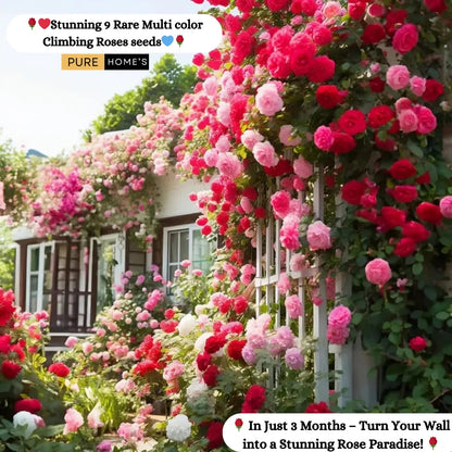 Elegant Climbing Rose Flower Seeds