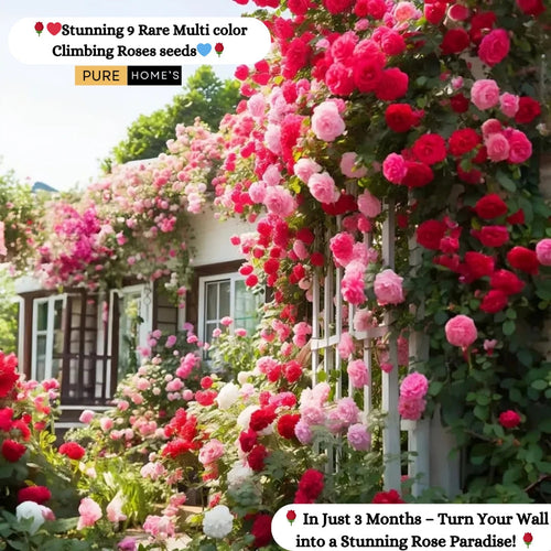 Elegant Climbing Rose Flower Seeds