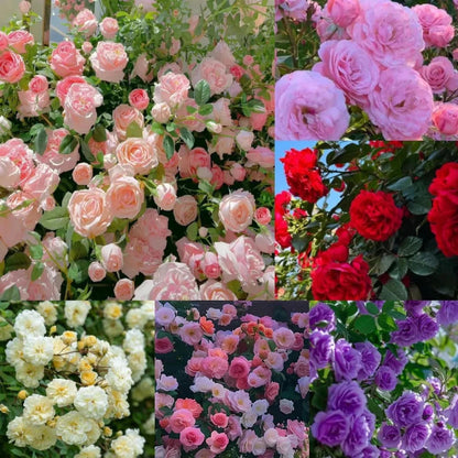 Elegant Climbing Rose Flower Seeds